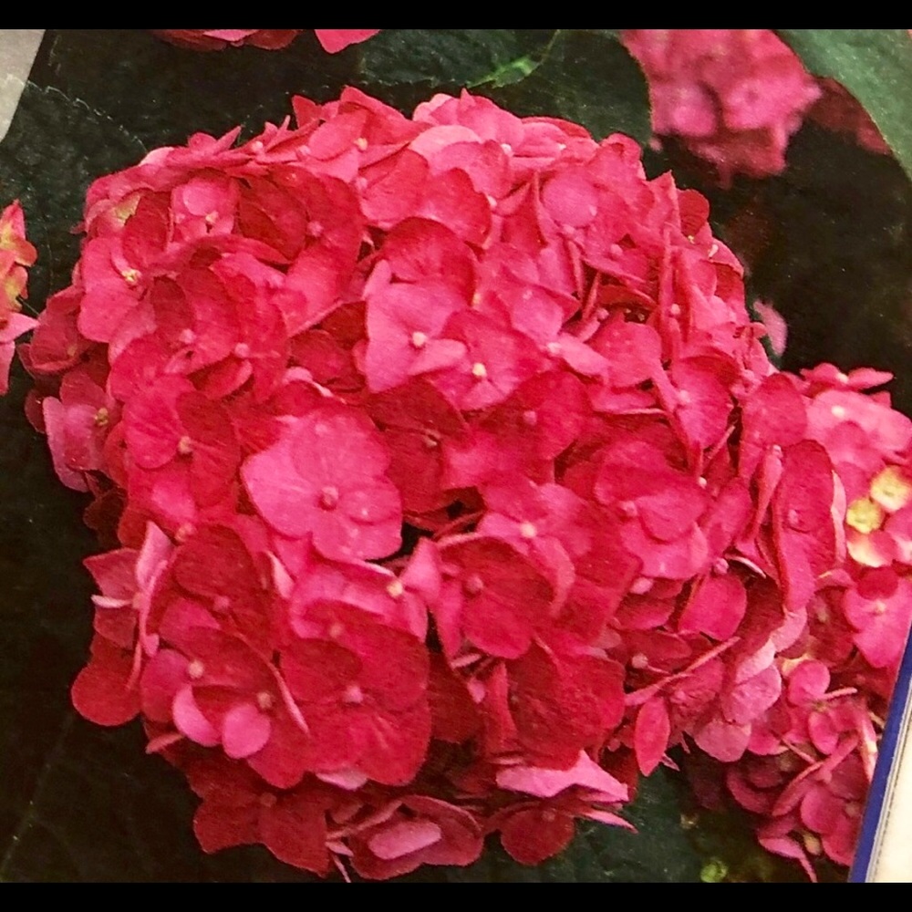 Meet your Posher, Mrs